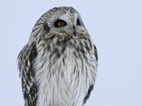 IMG 2244c  Short-eared Owl (Asio flammeus)